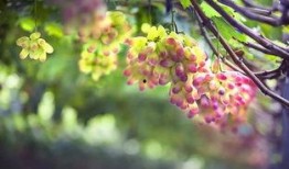 网红吃葡萄瓜,口感与颜值并存，网友直呼过瘾！