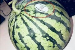 无锡网红吃瓜,揭秘幕后故事与热门话题